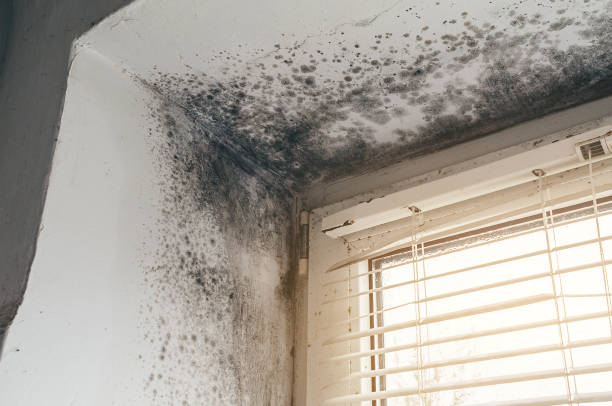 Affordable Commercial Mold Remediation solutions in Hilltown, PA